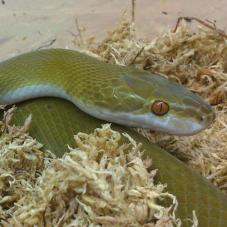 Olive House Snake (Boaedon olivaceus)