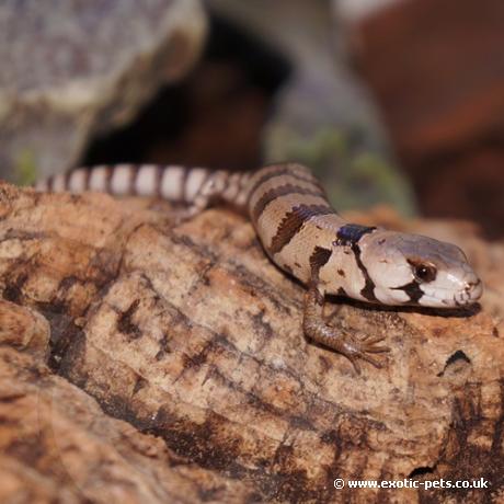 Pink Tongued Skink