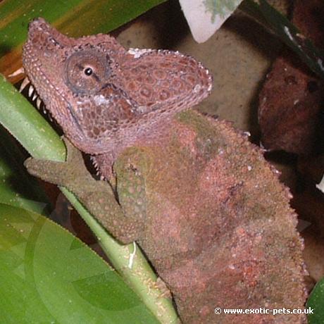 Von Hohnels Chameleon