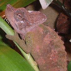 Von Hohnels Chameleon (Chamaeleo hoehnelii)