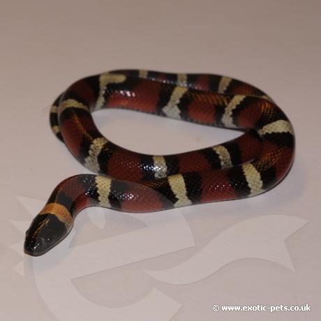 Mexican Milk Snake