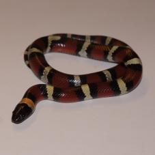 Mexican Milk Snake (Lampropeltis triangulum annulata)