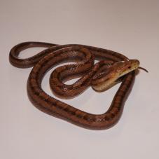 Everglades Rat Snake (Elaphe obsoleta rossalleni)