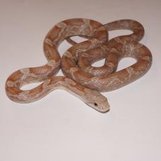 Black Rat Snake (Pantherophis obsoletus)