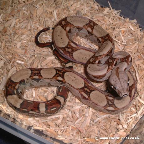 Common Boa Constrictor - 8mth old