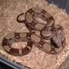 Common Boa Constrictor - 8mth old photo