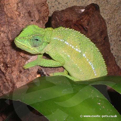 Ruwenzori Side Striped Chameleon