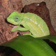 Ruwenzori Side Striped Chameleon (Chamaeleo rudis)