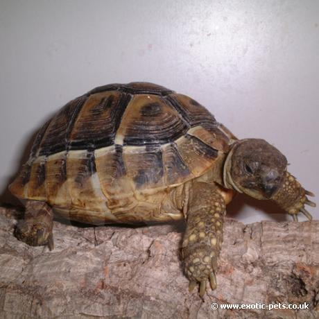 Hermans Tortoise having a climb