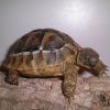 Hermans Tortoise having a climb photo