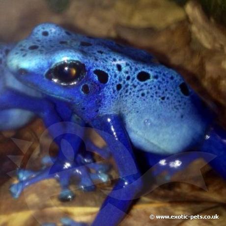 exotic pet frogs