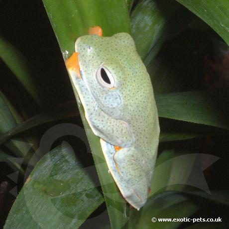 Blue-Webbed Gliding Tree Frog