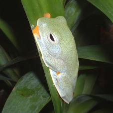 Blue-Webbed Gliding Tree Frog (Rhacophorus reinwardtii)