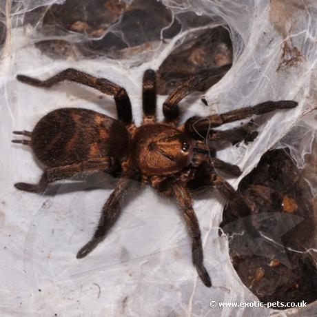 Chile Bronze Tiger Rump Spider