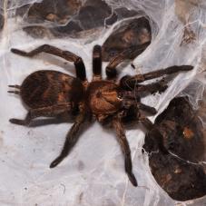 Chile Bronze Tiger Rump Spider (Acanthogonatus francki)