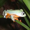 Blue Webbed Tree Frog feeding photo