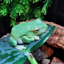 Chinese Flying Frog (Rhacophorus dennysi)