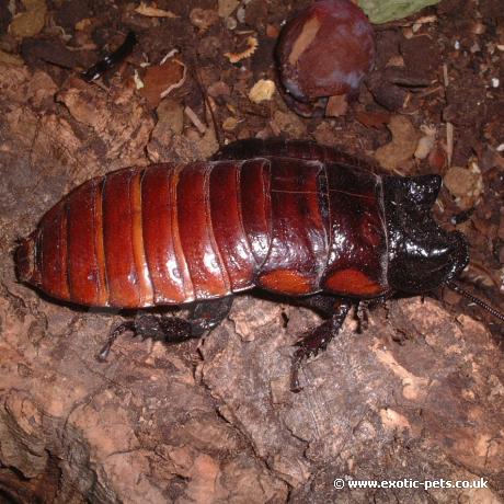 Male Madagascan Hissing Cockroach