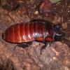 Male Madagascan Hissing Cockroach photo
