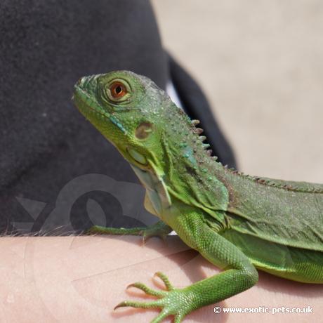 Green Iguana