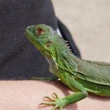 Green Iguana (Iguana iguana)