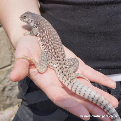 Desert Iguana