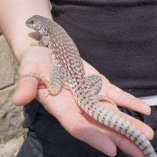 Desert Iguana (Dipsosaurus dorsalis)