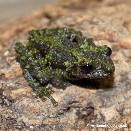 Mossy Frogs