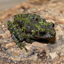 Mossy Frogs (Theloderma corticale)