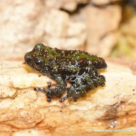 Mossy Frog - Baby - Mossy Frogs