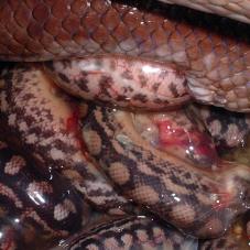 Ecuadorian Rainbow Boa giving birth