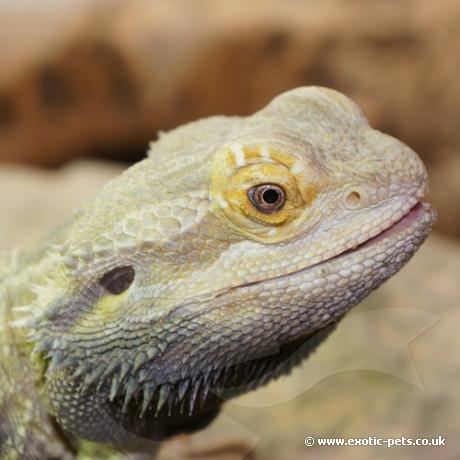 Bearded Dragon Adult - Head Shot