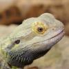Bearded Dragon Adult - Head Shot photo