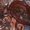 Ecuadorian Rainbow Boa and babies photo