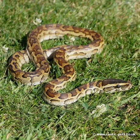 African Rock Python