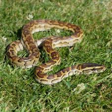 African Rock Python (Python sebae)