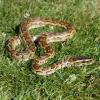 African Rock Python Hatchling photo