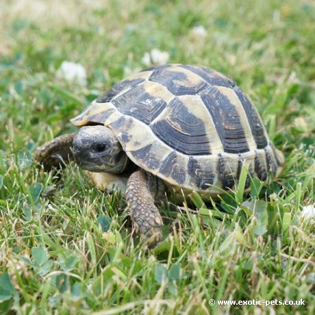 Hermann Tortoise