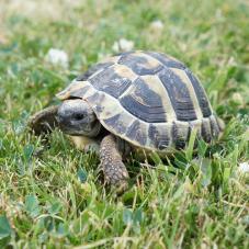 Hermann Tortoise (Testudo hermanni)