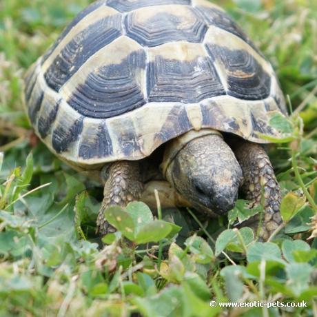 Hermann Tortoise Eating Grass