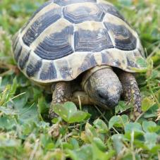 Chelonian