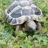 Hermann Tortoise Eating Grass photo