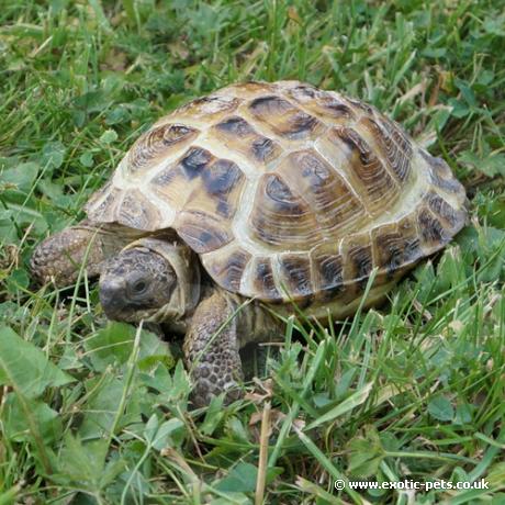 Horsfield Tortoise