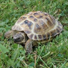 Horsfield Tortoise (Testudo horsfieldi)