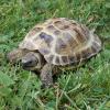 Horsfield Tortoise photo