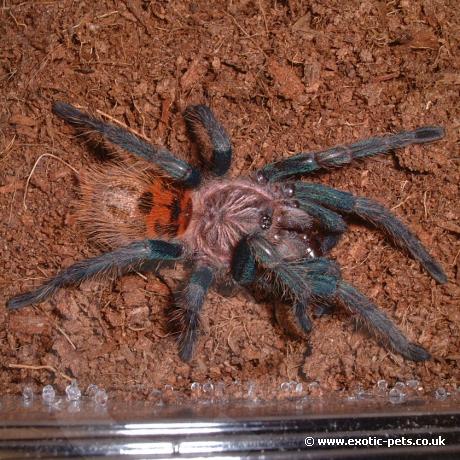 Green Bottle Blue Tarantula eating