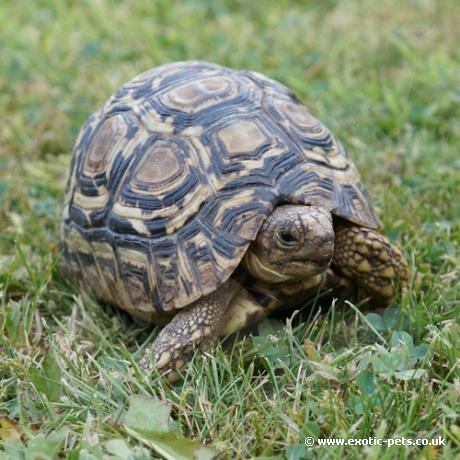 Leopard Tortoise