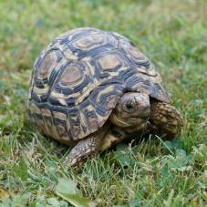 Leopard Tortoise (Geochelone pardalis)