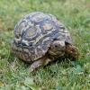 Leopard Tortoise Out On The Grass photo