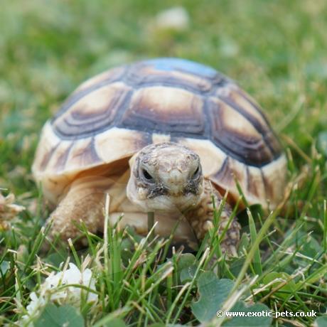 Marginated Tortoise